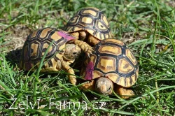 SUCHOZEMSKÉ ŽELVY PARDÁLÍ – vlastní odchov